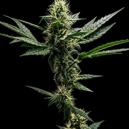 Exodus Cheese
