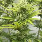 Ice Cream Haze