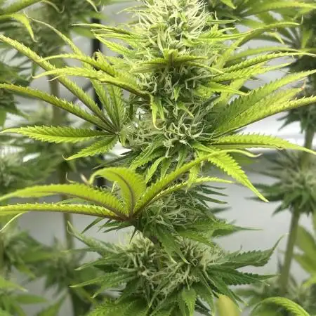 Ice Cream Haze
