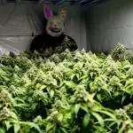 Misty’s Stash SCROG by SofaKingHigh 