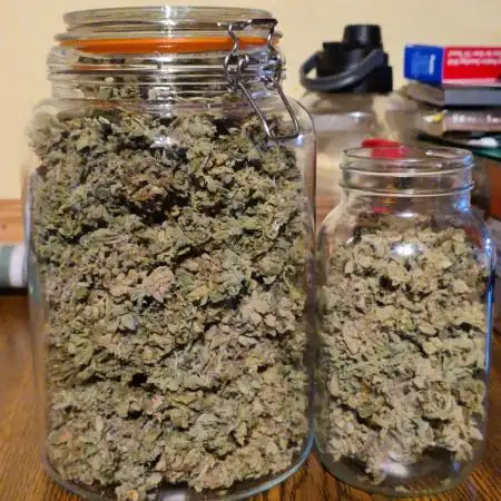 Auto White Widow