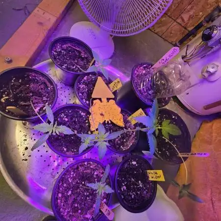 Divine Seeds Grow