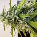 Quick one - First grow ever