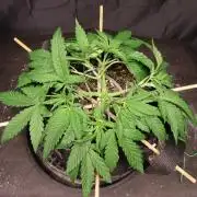 BF AK-47