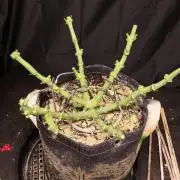 Zamnesia Thai