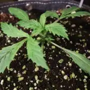 Zamnesia Black Diamond Auto