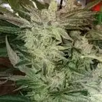 BubbleGum, RainbowSherbert, SkunkBreath