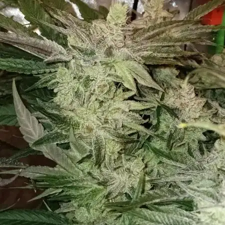 BubbleGum, RainbowSherbert, SkunkBreath