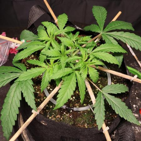 BF AK-47