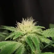 Zamnesia Black Diamond Auto