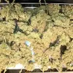Jack Herer 2nd Grow