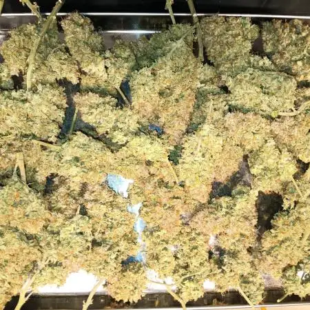 Jack Herer 2nd Grow