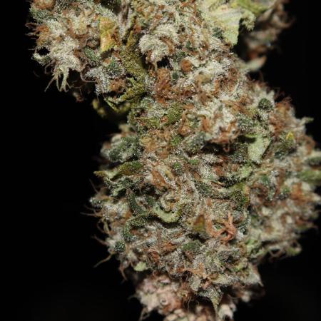 BubbleGum, RainbowSherbert, SkunkBreath