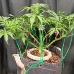BubbleGum, RainbowSherbert, SkunkBreath