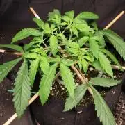 Durban Poison