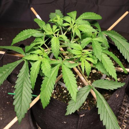 Durban Poison