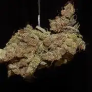 BubbleGum, RainbowSherbert, SkunkBreath