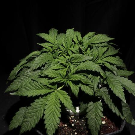 Zamnesia Black Diamond Auto