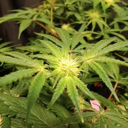 BubbleGum, RainbowSherbert, SkunkBreath