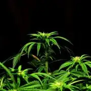 Zamnesia Black Diamond Auto