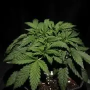 Zamnesia Black Diamond Auto