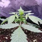 Durban Poison