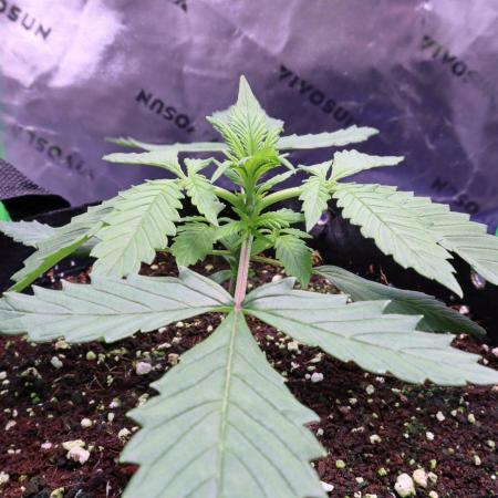 Durban Poison