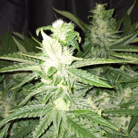 BubbleGum, RainbowSherbert, SkunkBreath
