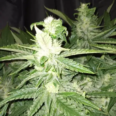 BubbleGum, RainbowSherbert, SkunkBreath