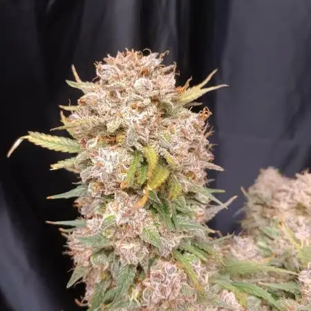 Jack Herer 2nd Grow