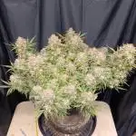 Jack Herer 2nd Grow