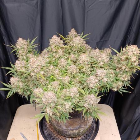 Jack Herer 2nd Grow
