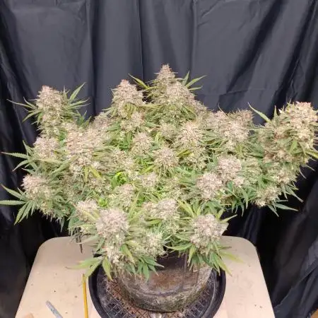 Jack Herer 2nd Grow