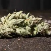 Zamnesia Black Diamond Auto