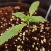 Zamnesia Black Diamond Auto