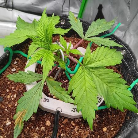 BubbleGum, RainbowSherbert, SkunkBreath