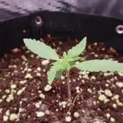 BF AK-47