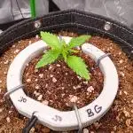 BubbleGum, RainbowSherbert, SkunkBreath