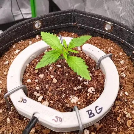 BubbleGum, RainbowSherbert, SkunkBreath