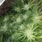 BubbleGum, RainbowSherbert, SkunkBreath