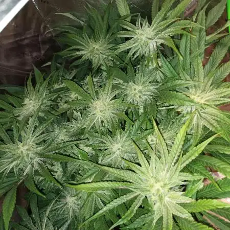 BubbleGum, RainbowSherbert, SkunkBreath