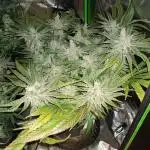 BubbleGum, RainbowSherbert, SkunkBreath