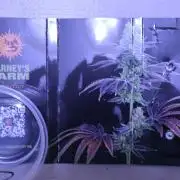 Durban Poison