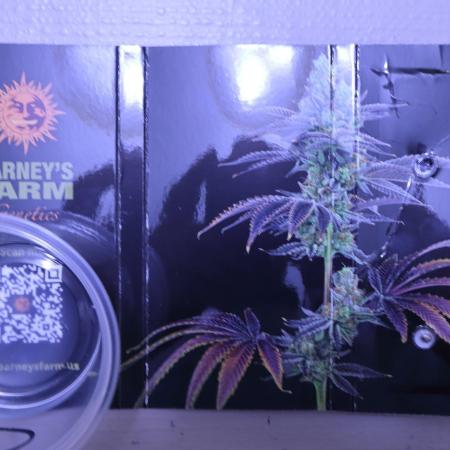 Durban Poison