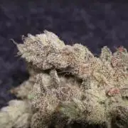 BubbleGum, RainbowSherbert, SkunkBreath