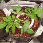 BubbleGum, RainbowSherbert, SkunkBreath