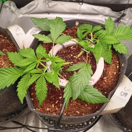 BubbleGum, RainbowSherbert, SkunkBreath