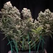 BubbleGum, RainbowSherbert, SkunkBreath