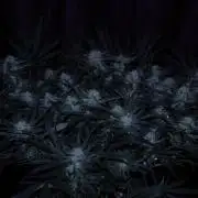 Hindu Kush Zamnesia