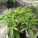 BubbleGum, RainbowSherbert, SkunkBreath